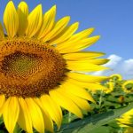 マーケティングで小さな会社が輝く理由